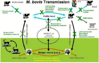 基因编辑与网络技术融合 中国科学家培育抗肺结核奶牛创新实践